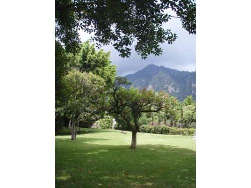 Vista del jardín y el tepozteco