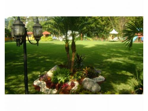 Bellas flores naturales