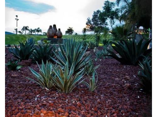 Jardín con magueyes