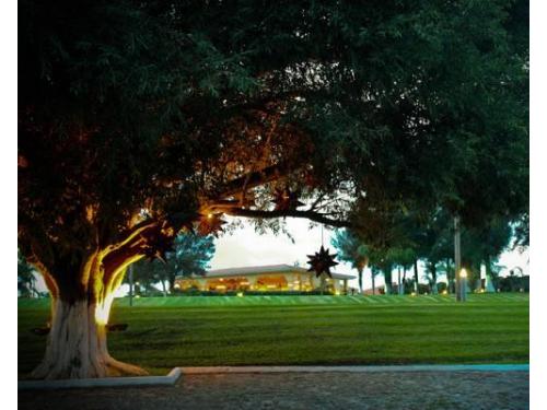 Hermoso árbol que adorna el jardín