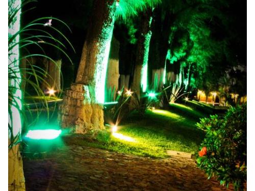 Linda iluminación en la vegetación