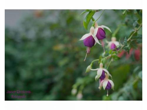 Javier rentería fotógrafo