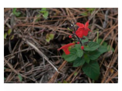 Fotografías de la naturaleza