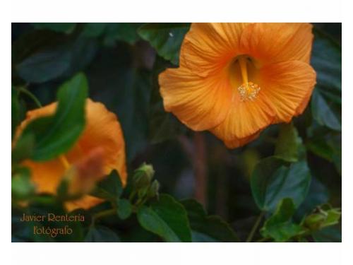 Fotos en alta definición