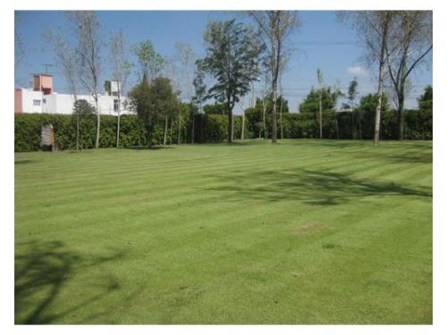 Amplias áreas verdes