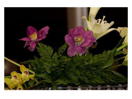 Las más bellas flores